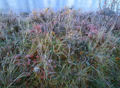 Fall Frost At The River’s Edge, 1999
