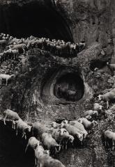 Sheep, Portugal, 1970