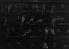 Birds, Mexico, 1965