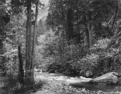 Tenaya Creek, Dogwood, Spring Rain, Yosemite Valley, California, 1948