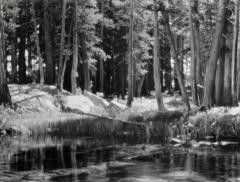 Forest and Stream, Lyell Fork of the Merced River, Yosemite National Park, California, circa 1921