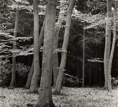 Beech Forest, Netherlands, 1971