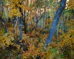 Cosmic Trees, Utah, 1988