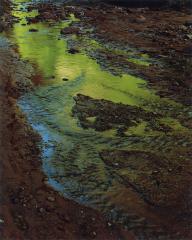 Green Reflections in Stream, Moqui Creek, Glen Canyon, September 2, 1962