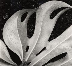 Leaf, Hawaii, 1979