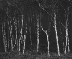 Alders, Prairie Creek Beach, Northern California, circa, 1949