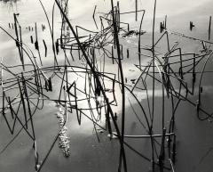 Camargue au Crete, 1960