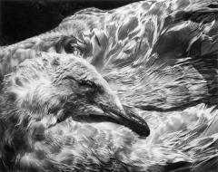 Dead Seagull, Sea Ranch, California, 1974