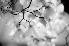 Dogwood Blossoms in the rain, May 22, 2018