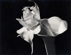 Datura, 1940