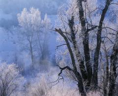 Trees Frosted by River Stream, Utah, 1988