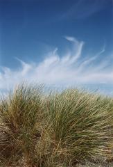 Plage de Camargue, 1978