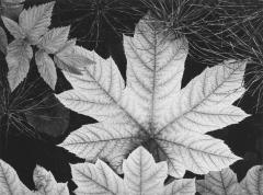 Leaf, Glacier Bay National Monument, Alaska, 1948