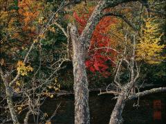 Old Tree In Autumn Forest, 2004