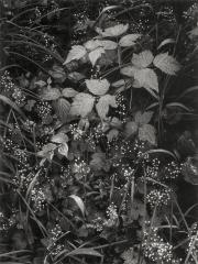 Trailside, near Juneau, Alaska, 1947