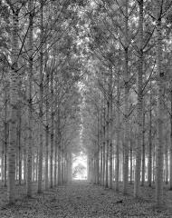 Trees West of Tournon-d'Agenais, France, 2015