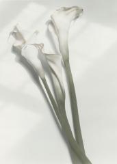 Lilies with Shadow, New Orleans, 1987