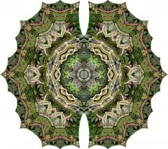 Agavita Lepidotra, 2014