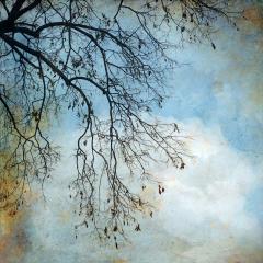 The Truth of Winter Branches, 2019