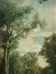 The Wisdom of Trees, 2019