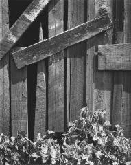 Boards and Thistles, San Francisco, California, 1932