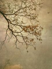 Little Black Angel, 2019